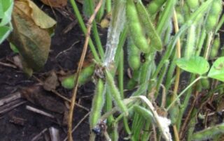 1-disease-conditions-favor-white-mold-in-central-illinois