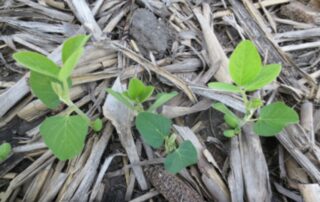 1-illinois-soybean-pale-green-discoloration