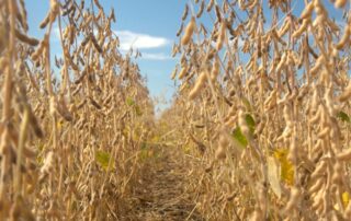 10-agronomics-share-your-yields-blog-post_0