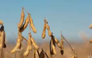 10-illinois-soybean-global-leader_4