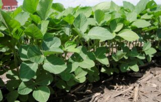 11-agronomy-best-and-brightest-discuss-soybean-yields