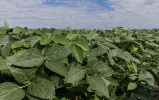12-agronomics-quick-poll-soybean-stand_0
