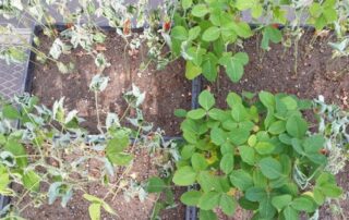 12-illinois-soybean-association-charcoal-rot