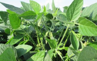 13-agronomy-soybean-maturity-group