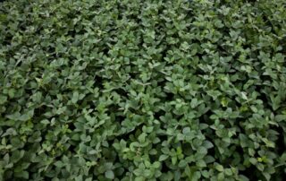 14-illinois-soybean-fertilizer-nitrogen-yield-nafziger
