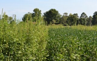 15-disease-resistance-problems-not-limited-to-weeds-and-insects