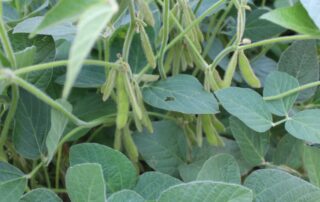 15-illinois-soybean-association-count-pods-yield-production