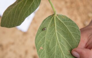 15-insects-soybean-pests_0