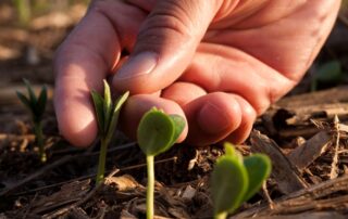 15-plant-soil-health-starter-fertilizer-on-beans