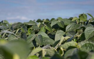 16-controlling-volunteer-corn-in-soybeans_0