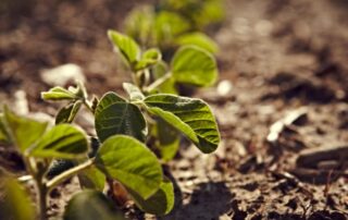 19-plant-soil-health-know-how-treatments-protect-againt-early-season-threats