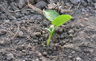 19-plant-soil-importance-of-potassium-in-soybeans