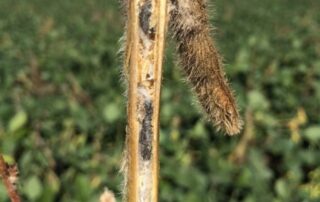 2-disease-managing-soybean-white-mold-beyond-variety-selection