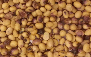 2-disease-purple-seed-stain-on-soybeans