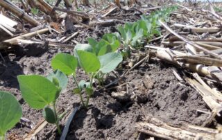 2-illinois-soybean-association-scout-for-root-and-stem-rots_0
