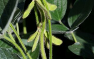 20-illinois-soybean-association-becks-hybrid-continuous-soybean-management-considerations_1