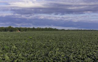 20-impact-of-hail-damage-on-soybeans_1