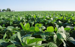 21-illinois-soybean-association-dan-arkels-yield-challenge-update-article