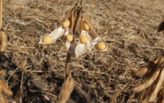 22-agronomics-keying-in-on-phosphorus-availability
