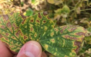 22-illinois-soybean-association-syngenta-manage-scn-protect-sds-article_0