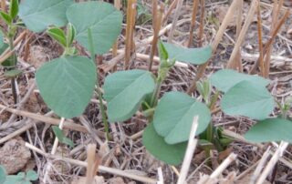 24-illinois-soybean-association-double-crop-protect-yield_0