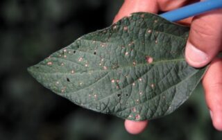 27-disease-mid-season-soybean-diseases-what-can-we-predict