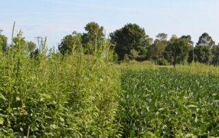 27-weeds-soil-applied-residual-herbicide-options-for-soybeans_0
