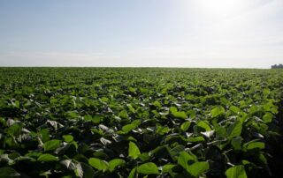 28-agronomics-agronomic-constraints-that-limit-double-crop-soybeans