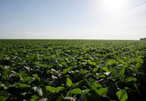 28-agronomics-agronomic-constraints-that-limit-double-crop-soybeans_10