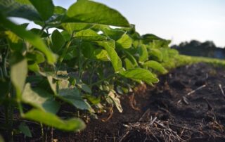 3-illinois-soybean-weather-soil-health