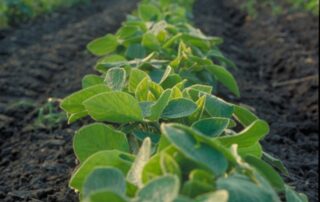 4-agronomics-growers-encouraged-to-support-important-study-on-soybean-value
