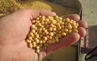 4-illinois-soybean-high-yield-value_0