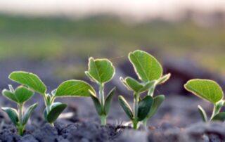 4-quick-poll-more-soybeans-illinois-seedlings-article_0
