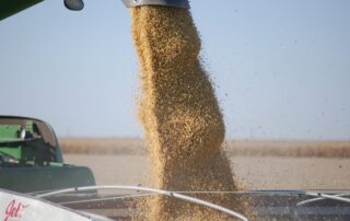 5-agronomics-5-expert-tips-for-higher-soybean-yields_1