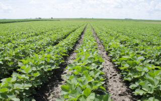 5-soybean-nitrogen-management-for-southern-illinois