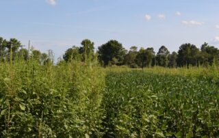 5-weeds-herbicide-resistance-take-action-illinois-soybean_2