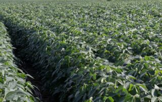 6-agronomics-soybeans-2147-bushel-soybean-yield