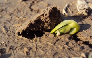 6-soil-health-improve-tips-illinois-soybeans_0