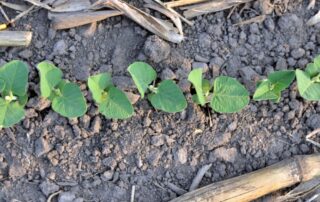 7-agronomy-vrt-soybean-planting