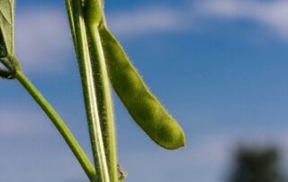 7-diagnostics-soybeans-estimating-yield_0