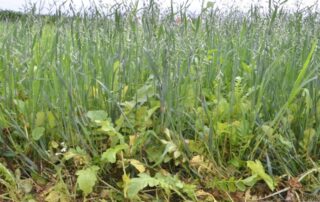 9-cover-crops-illinois-soybeans-soil-quality_0