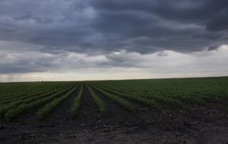 assessing-water-damage-to-emerged-soybeans