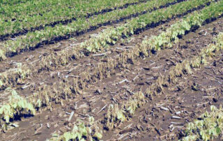 corrected_soybeans_field_damage_0