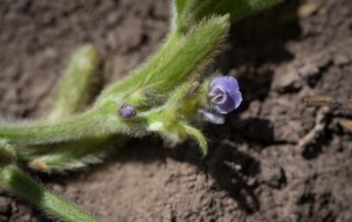 managing-early-season-soybean-diseases_0
