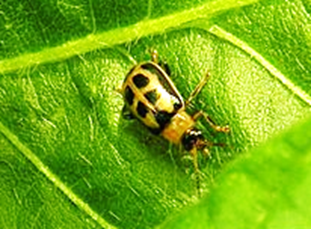 Adult bean leaf beetle