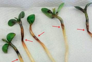PPO injury to a soybean plant.