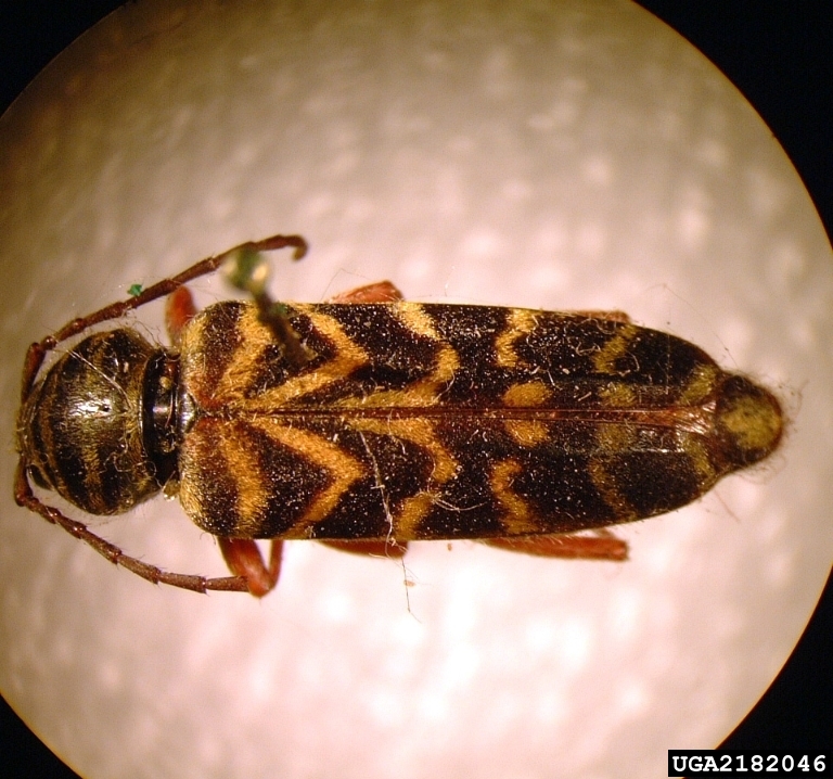 Coleoptera - Darren Blackford, USDA Forest Service, Bugwood.org