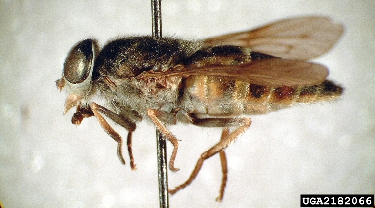 Diptera - Darren Blackford, USDA Forest Service, Bugwood.org