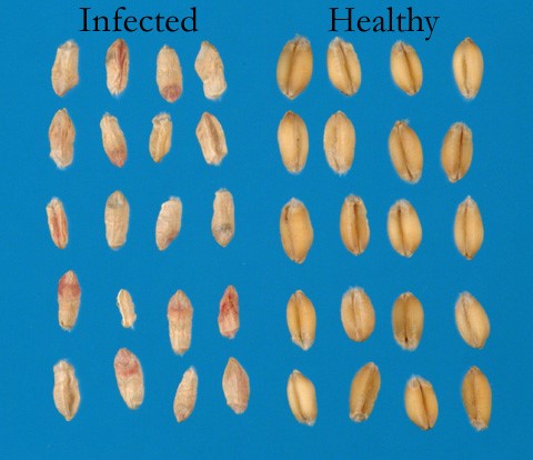 A comparison of FHB infected and healthy kernels. Infected kernels are shriveled and lightweight and commonly called tombstones. Image from Schmale, III., D.G. and G.C. Bergstrom. 2003.