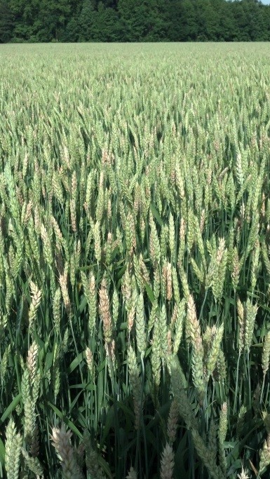 Wheat heads with bleaching due to FHB